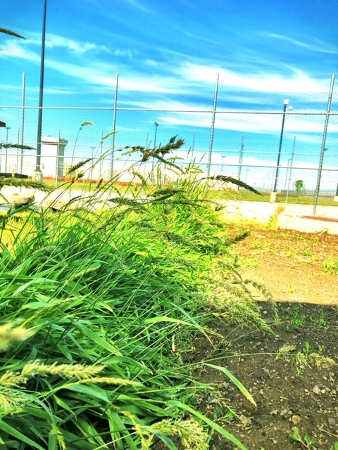 Photo of sweetgrass
