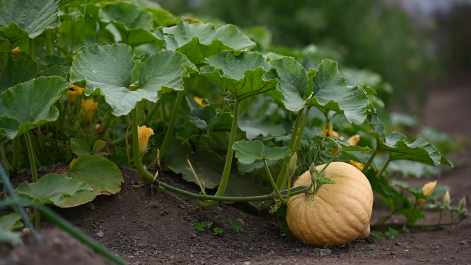 photo of gourd grown from incarcerated garden