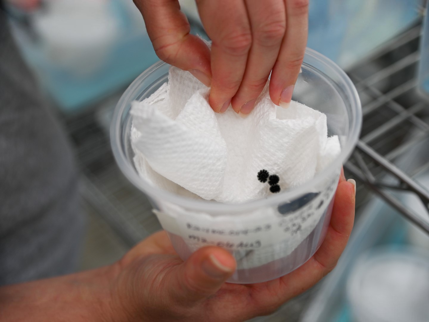 A technician holds a cup with papertowel and larva from the Checkerspot Butterfly.