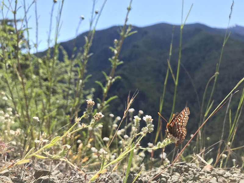 Photo of Taylor’s checkerspot butterfly.