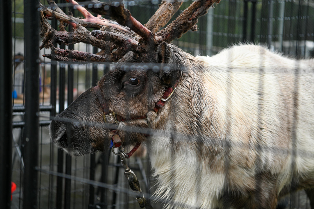 Reindeer staring into the distance.