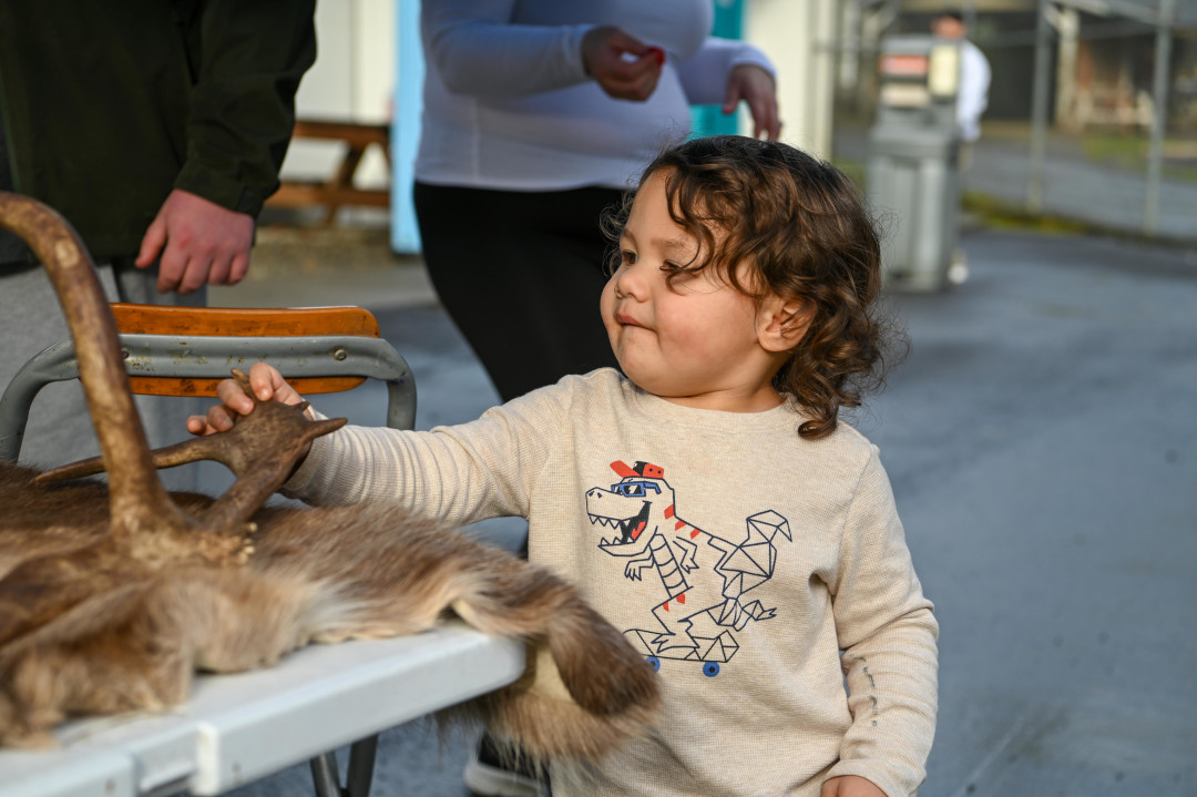 young child feels a reindeer antler