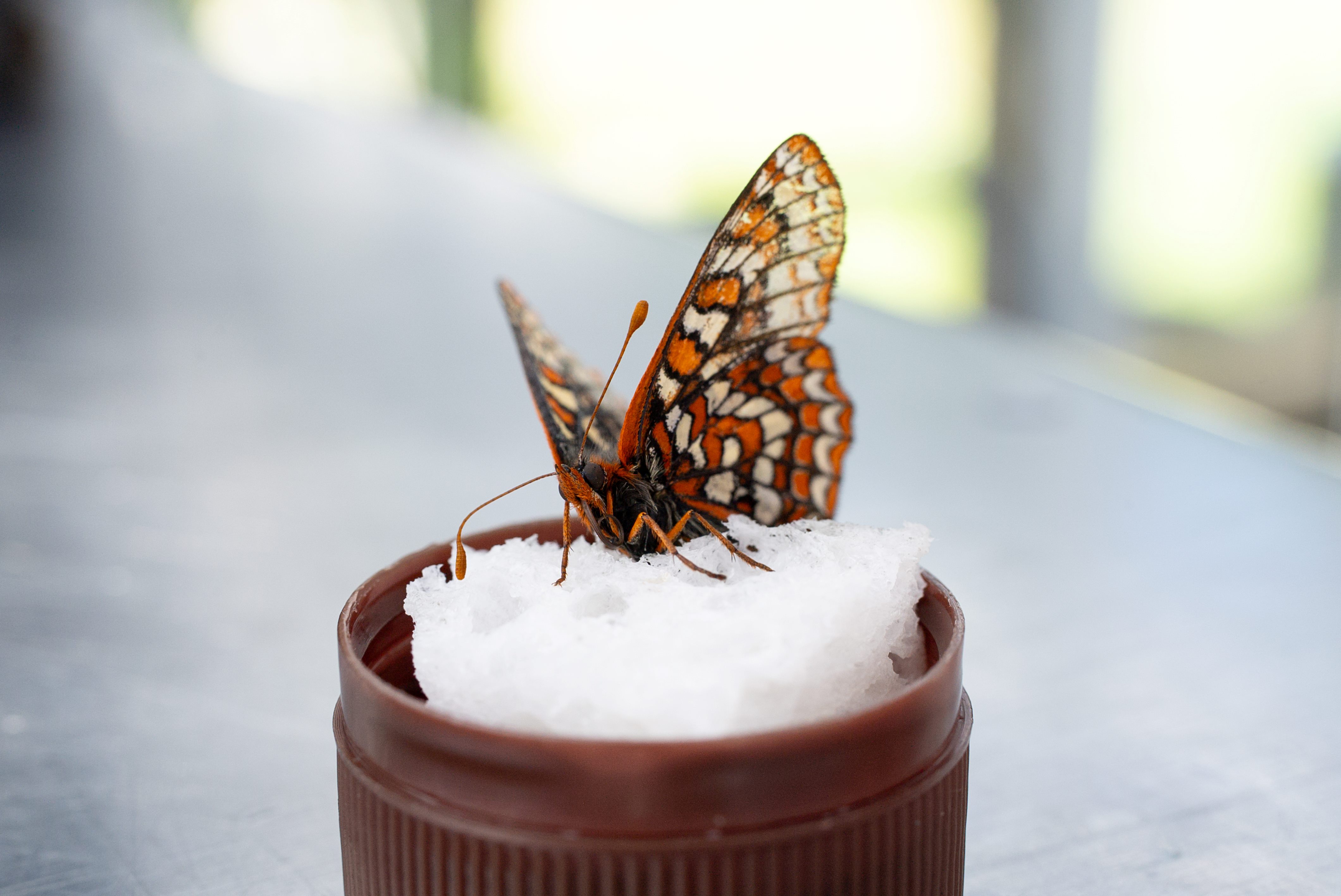 A Taylor’s checkerspot butterfly sitting on a small sponge, soaked in sugar water.